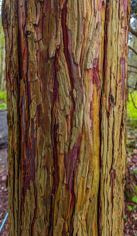 (4) Jasmin Habezai-Fekri ✨ no X: "craving to paint this bark I saw on a walk today, nature's own colour and hue variations are always the best to observe in person 🌈 https://t.co/Fy91Neh3lz" / X A Walk, I Saw, Log In, Log, Paint, Nature