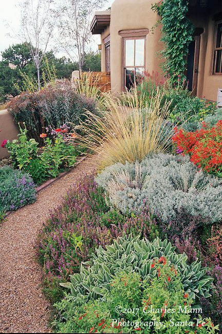 Xeriscape Garden, Xeriscape Front Yard, Xeriscape Landscaping, Russian Sage, Drought Tolerant Garden, Drought Tolerant Landscape, Front Yard Design, Yard Design, Front Yard Garden