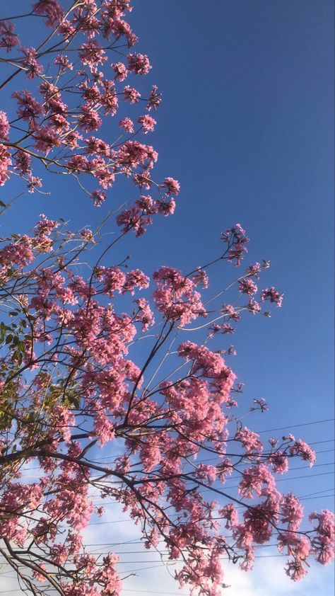 Blooming pink flowers against a blue sky Flower Tree Aesthetic, Pink Flower Tree, Pink Flower Pictures, Ivy Tree, Fireplace Tv Wall Decor, Pink Blossom Tree, Watercolor Tattoo Flower, Japanese Tree, Pink Forest