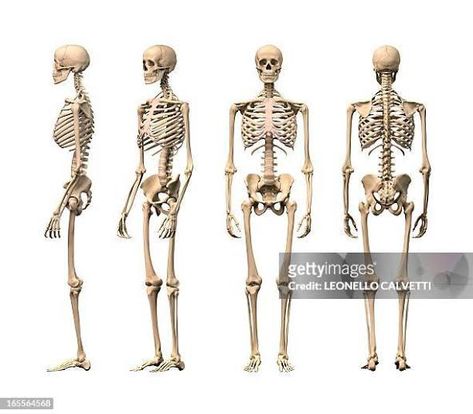 Skeleton Side View, Human Skeleton, Side View, Anatomy, Skeleton, Siding, Google Search, Human