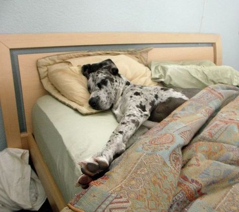 35 Great Danes Sleeping In Totally Ridiculous Positions - The Paws Great Dane Quotes, Great Dane Bed, Great Dane Funny, Harlequin Great Danes, Great Danes, Sleeping Puppies, Dog Grooming Business, Black Lab Puppies, Great Dane Dogs