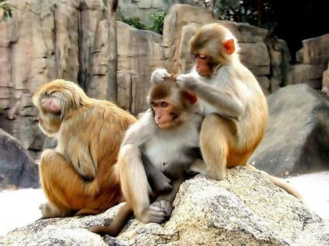 Picking fleas! Rhesus Macaque, Unlikely Friends, The Jungle Book, Funny Animal Quotes, Monkeys Funny, Baboon, Cute Wild Animals, Primates, Tarzan