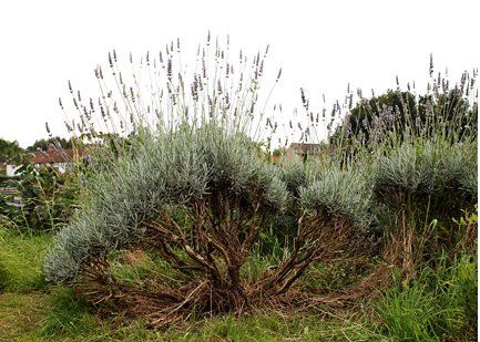 What to Do With a Woody Lavender Plant - how to trim and propagate - via Everything Lavender Propagating Lavender, Lavender Tree, How To Propagate Lavender, Grow Lavender, Keeping Bees, Lavender Bush, Herb Plants, Lavender Herb, Growing Lavender