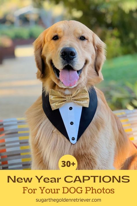 New Year Dog Photos, Happy New Year Dog Quotes, New Years Dog Photoshoot, New Years Instagram Captions, Dog Last Day, Happy New Year Dog, New Year Captions, New Years Eve Quotes, Dog Christmas Pictures