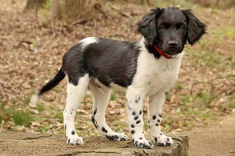 10 Things You Didn't Know About the Stabyhoun Small Munsterlander, Dog Entertainment, Rare Dogs, Rare Dog Breeds, All Breeds Of Dogs, Super Cute Dogs, Interesting Animals, Puppies And Kitties, Herding Dogs