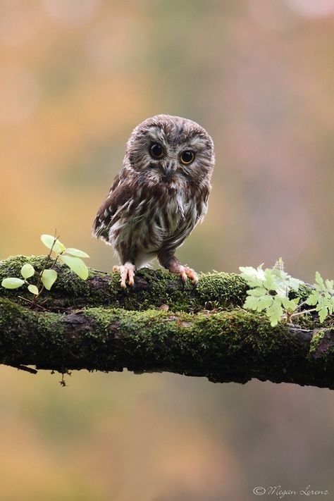 Baby owl Saw Whet Owl, Nosara, Beautiful Owl, Owl Bird, Baby Owls, Pretty Birds, Cute Owl, 귀여운 동물, Birdy