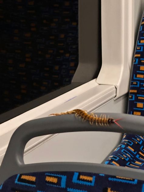 centipede on the bus aesthetic beautiful scary Centipede Aesthetic, Bus Aesthetic, Centipedes, Cool Bugs, Oc Ideas, The Bus, Scenery Wallpaper, Spiders, Random Things