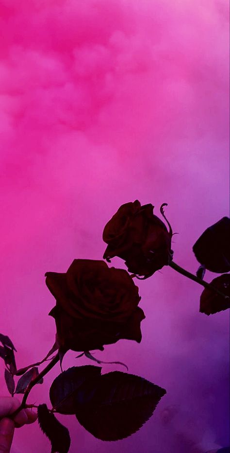 Dark Pink Love Aesthetic, Electric Pink Aesthetic, Aesthetic Wallpaper Roses, Pink Aethstetic, Dark Pink Aesthetic Wallpaper, Pink Astestic, Red Roses Aesthetic, Dark Pink Aesthetic, Girl Pink Aesthetic