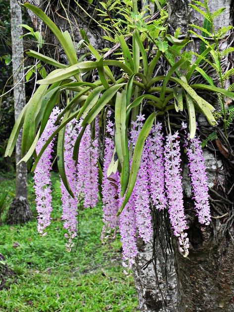 Amazing Plants, Good Vocabulary Words, Good Vocabulary, Songs Lyrics, Beauty Quotes, Inspirational Pictures, Wikimedia Commons, Aesthetic Backgrounds, Orchids