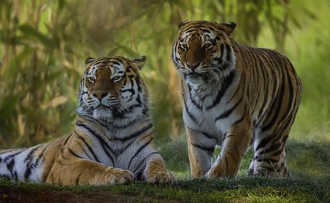 Stuffed Tiger, Two Tigers, Amur Tiger, Panthera Tigris, Tiger Pictures, Tiger Tiger, King Of The Jungle, Bengal Tiger, Animal Motifs