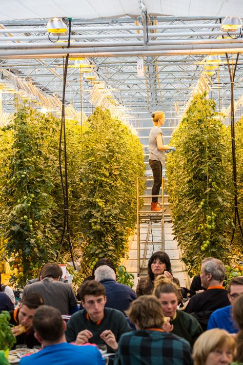 Inside Friðheimar, Iceland's All-Tomato Restaurant - Condé Nast Traveler Rooftop Farming, Greenhouse Restaurant, Community Cafe, Architecture Restaurant, Smart Farm, Gullfoss Waterfall, Farm Restaurant, Management Consultant, Tomato Farming