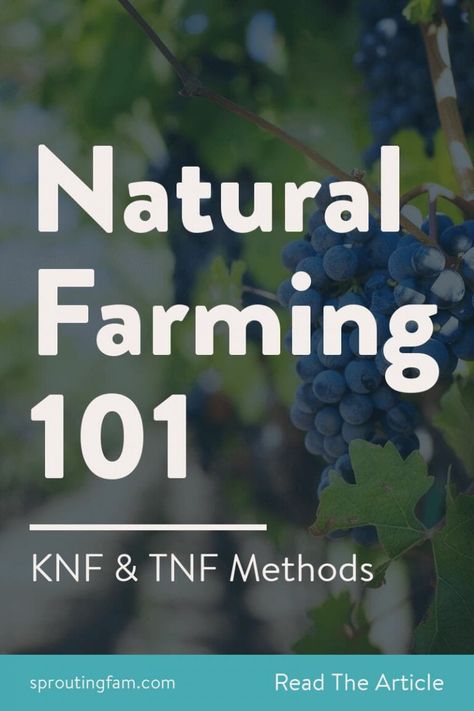 Natural Farming 101: How To Get Started With KNF - Sprouting Fam Masanobu Fukuoka, Organic Liquid Fertilizer, Commercial Farming, Farming Techniques, Natural Farming, Farming System, Natural Fertilizer, Permaculture Gardening, Permaculture Design