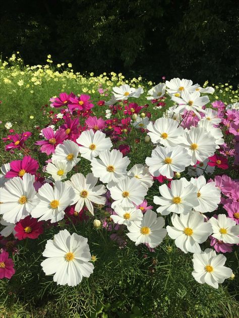 Ground Cover Seeds, Gods Art, Flower Magic, Small Yard Landscaping, Sweet Flowers, Cosmos Flowers, Garden Greenhouse, Wallpaper Nature Flowers, Beautiful Orchids