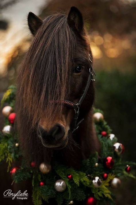 Adorable! Winter Horse, Christmas Horses, Horse Wallpaper, Picture Stand, Most Beautiful Horses, Baby Horses, Miniature Horse, Horse Equestrian, Cute Horses