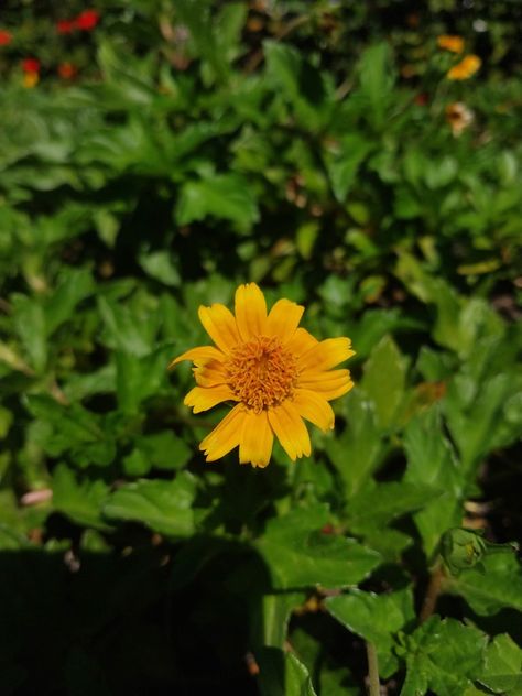 Single flower in a huge garden Margarita Flower, Huge Garden, Individual Flowers, Special Flowers, Single Flower, Visual Comfort, Floral Design, Collage, Plants