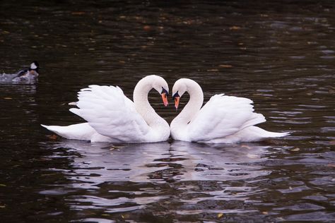 Swans In Love Aesthetic, Swans In A Lake, Swans Making A Heart, Swans Aesthetic, Swan In Lake, Swan Core, Swans In Love, Animals In Love, Swan Heart