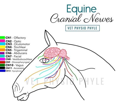 Equine Cranial Nerves, Equine Vet Notes, Equine Dentistry, Equine Bodywork, Equine Vet, Anatomical Drawings, Horse Massage, Vet Tech School, Vet Notes