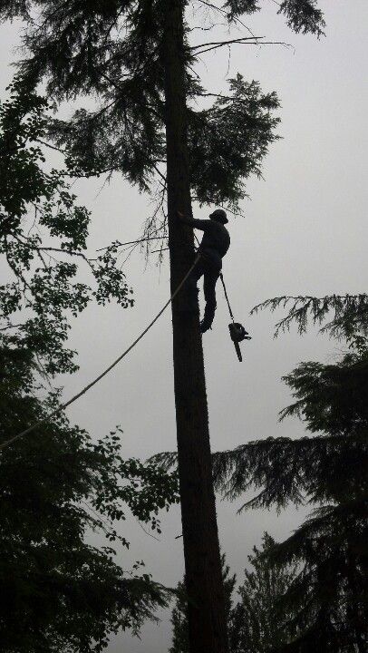 Logging: an honorable occupation that supported multiple generations in Oregon. Vintage Logging Photos, Logger Man Aesthetic, Logging Aesthetic, Lumberjack Aesthetic, Logging Industry, Timber Logs, Tree Surgeons, Tree Logs, Logging Equipment