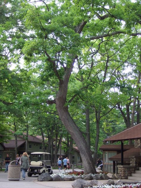 Twisted tree at Interlochen Arts Academy Christmas Lights Photos, Interlochen Arts Academy, Interlochen Michigan, Michigan Camping, Music Camp, Michigan Summer, Twisted Tree, Traverse City Mi, Presque Isle