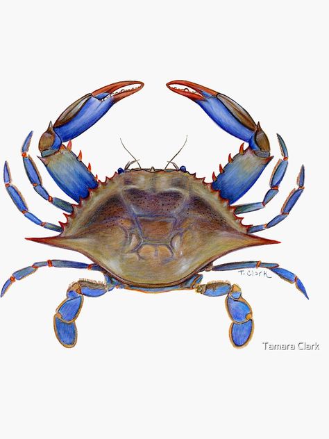 "Blue Crab (Callinectus sapidus)" Sticker by edenart | Redbubble Crab Clipart, Blue Crabs Art, Crab Painting, Crab Tattoo, Maryland Blue Crab, Blue Crabs, Crab Art, Crab And Lobster, Habitat Destruction