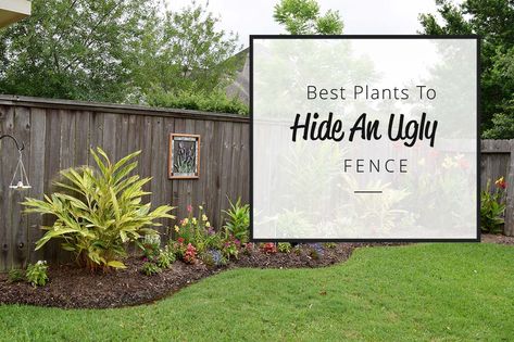 Best Plants To Hide an Ugly Fence Hide Ugly Fence, Vine Fence, Creeping Vines, Water Wise Plants, Hiding Ugly, Fence Plants, Star Jasmine, Best Plants, Water Wise