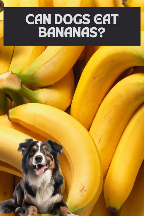 Can Dogs Eat Bananas? Yes, But in Moderation Bananas are a safe and healthy treat for dogs when given in the right amounts. They offer some nutritional benefits: Vitamins and Minerals: Boost immune system, healthy skin and coat Fiber: Aids digestion and prevents constipation Potassium: Supports heart and muscle function Bananas For Dogs, Can Dogs Eat Bananas, Benefits Of Bananas, Treat For Dogs, Prevent Constipation, Healthy Treat, Boost Immune System, Can Dogs Eat, Healthy Dog Treats