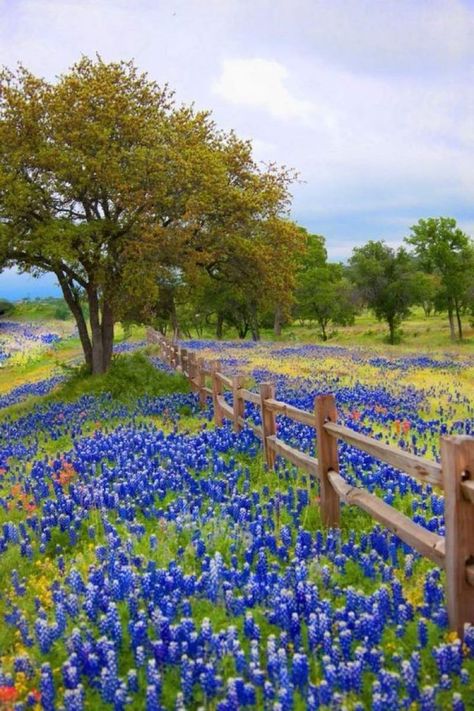 Large Field Landscaping Ideas, Field Of Blue Bonnets, Field Of Blue Flowers, Bluebonnet Pictures, Bluebonnet Field, Places Pictures, Best Spring Break Destinations, Texas Wildflowers, Texas Landscape