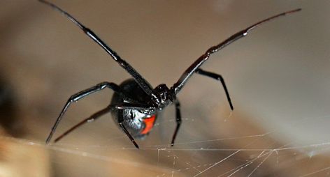 Black Widow Spider Wallpaper, Spider Facts, Spider Fact, Pixie Tattoo, Deadly Poison, Black Widows, Big Spiders, Brown Recluse, The Black Widow