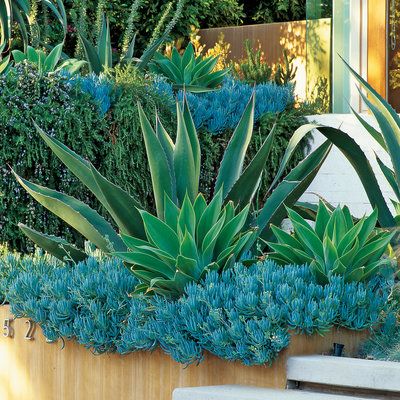 A. americana In this great combination A. americana accents a planting of blue Senecio mandraliscae that tumbles over a wall, as aloes and rosemary 'Severn Sea' grow behind. Modern Succulent Landscape Design, Succulents Landscape, Planting Schemes, Agave Plants, Florida Landscaping, Succulent Landscape Design, Succulent Garden Design, Succulent Gardens, Succulent Landscaping