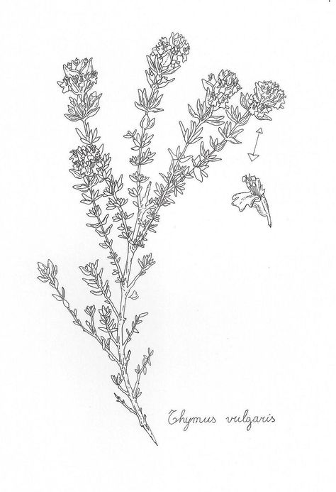 Thyme Thyme Tatoos, Herb Tattoo, Thyme Flower, Creeping Thyme, Wild Thyme, Paper Play, Botanical Drawing, Botanical Illustrations, Ink Drawings