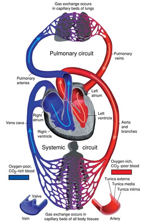 The Systemic and Pulmonary Circuits Pulmonary Circulation, Greys Anatomy Book, Animal Cell Project, Heart Organ, The Circulatory System, Cells Project, Basic Anatomy And Physiology, Study Planner Printable, Medical Videos