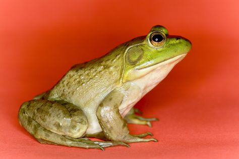 Frog Profile, Storybook Animals, Frog Cake, Animal Illustration, Frogs, Art Ideas, Anatomy, Google Search, Cake