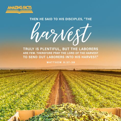 Matthew 9:37-38 Harvest Poems, Harvest Quotes, The Book Of Matthew, Mission Quotes, Bless Others, Feasts Of The Lord, Book Of Matthew, Prays The Lord, Happy Sabbath