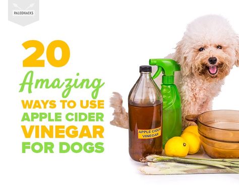 20 Amazing Ways to Use Apple Cider Vinegar for Dogs Apple Cider Vinegar Dogs, Apple Cider Vinegar Uses, Apple Cider Vinegar Remedies, Cider Vinegar Benefits, Pet Remedies, Apple Cider Vinegar Benefits, Holistic Pet Care, Natural Pet Care, Dog Remedies