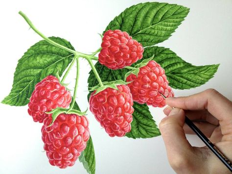 - watercolor by Anna Mason Jammie Dodgers, Botanic Painting, Anna Mason, Food Drawings, Fruits Images, Watercolor Food, Sketch Books, Watercolor Fruit, Fruit Illustration