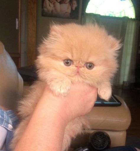 Cassiopeia is looking adorbs! (Celeste Miller,Carmen Lamonica,&Emma Parro) Black Persian Cat, White Persian Cat, Cat Personality, Cutest Animals On Earth, Exotic Shorthair Cat, Cat Nose, Cat Personalities, Persian Cats, Cat White