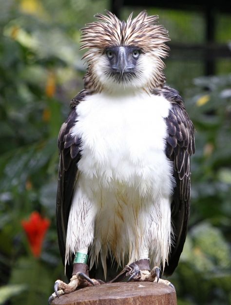 Arakan the Philippine Eagle Dead from Freak Branch Falling on his Cage Philippine Eagle Flying, Real Birds, Philippine Eagle, God Exists, Eagle Flying, Stunning Nature, Precious Animals, Eagle Design, Bird Watcher