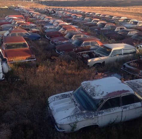 Junkyard Junkyard Aesthetic, Wolf Meaning, Creepy Bug Aesthetic, Car Junkyard Aesthetic, Stink Bug, Darien Gap, Stink Bugs, Abandoned Cars In Forest, Abandoned Jdm Cars