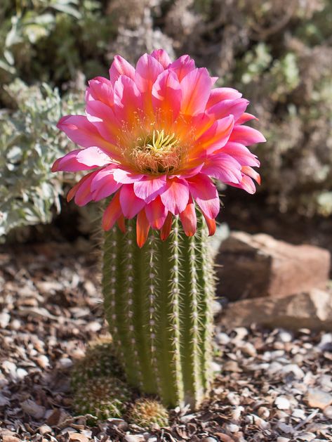 Cactus Flower Painting, Incredible Flowers, Plants 101, Succulent Garden Landscape, Flower Reference, Cactus Drawing, Cactus Blossoms, Blooming Cactus, Desert Flowers