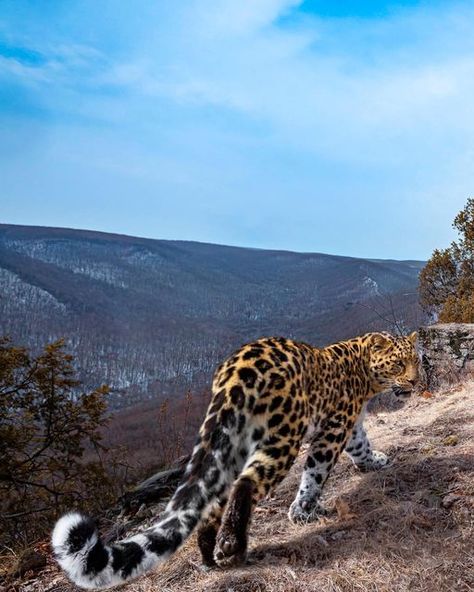 Refrences Animals, Big Wild Cats, Big Cat Aesthetic, Wild Cats Aesthetic, Wild Cats Photography, Wild Cat Photography, Cats Reference, Leopard Photos, Leopard Photography