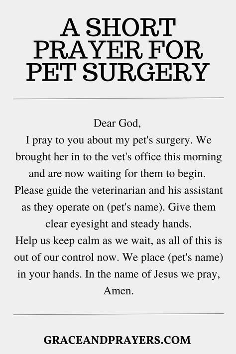 Searching for prayers to pray for your pet's surgery? Need a prayer for your dog's surgery or your cat's surgery? We'll share 6 prayers to help you. Prayers For Dogs, Puppy Ideas Diy, Prayer For Surgery, Prayers For Pets, Pet Prayers, Prayers Before Surgery, Surgery Prayer, Prayer For My Friend, Overcome Laziness