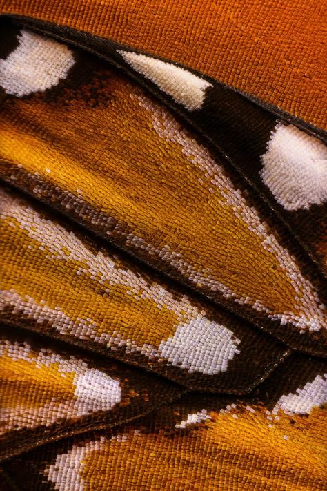 Extreme Macro - Butterfly Wings By Chris Perani | Light Stalking Extreme Macro Photography, Macro Photography Abstract, Photo Papillon, Macro Photography Tips, Foto Macro, Macro Photography Nature, Photo Macro, Micro Photography, Multi Colored Hair