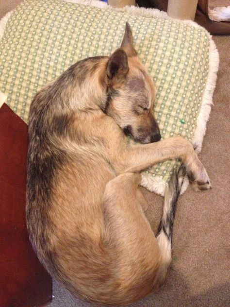 This is my Chester. Dad was a coyote and mom was a large bird dog. This is how he always sleeps - curled up and with his head on a pillow. Dog Curled Up, Sleep Curls, Bird Dog, Dog Family, I'm A Loser, Puppy Face, Bird Dogs, Creature Concept, Nature Animals