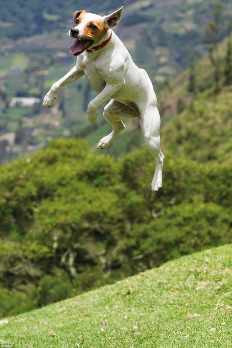 Jumping Jack: An energetic Jack Russell Parson Terrier looks like she is practising for th... Dogs Jumping, Dog Jumping, Jack Russel, Jumping For Joy, Bull Terrier Dog, White Terrier, Russell Terrier, Family Dogs, Jack Russell Terrier