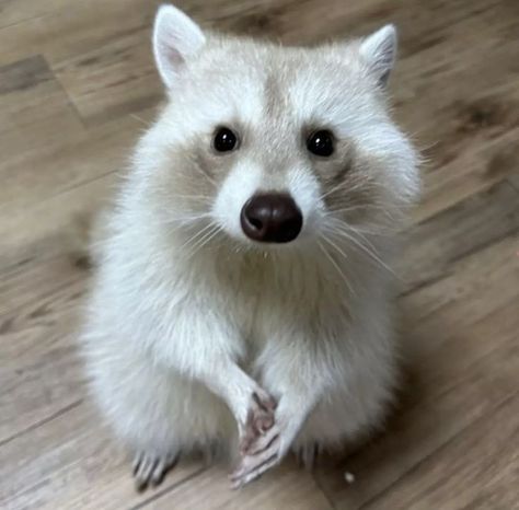 Albino Raccoon, Maur Maur, Trash Pandas, Cute Raccoon, Kinds Of Cats, Raccoon Funny, Trash Panda, Super Cute Animals, Silly Animals