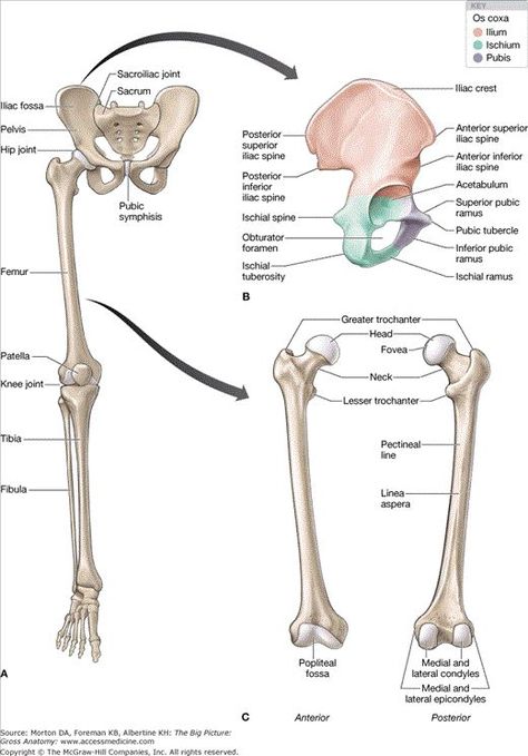 pelvic and thigh bones Lower Extremity Anatomy Bones, Bones Of The Lower Limb, Anatomy Of Lower Limb, Lower Extremity Anatomy, Humerous Bone Anatomy, Gross Anatomy Notes, Lower Body Anatomy, Lower Limb Anatomy, Medical Prints