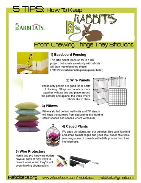 5 Tips: How to keep rabbits from chewing things they shouldn't Bunny Habitat, Diy Bunny Toys, Bunny Care Tips, Rabbit Information, Daisy Ideas, Bunny Cage, Diy Bunny, Bunny Room, Raising Rabbits