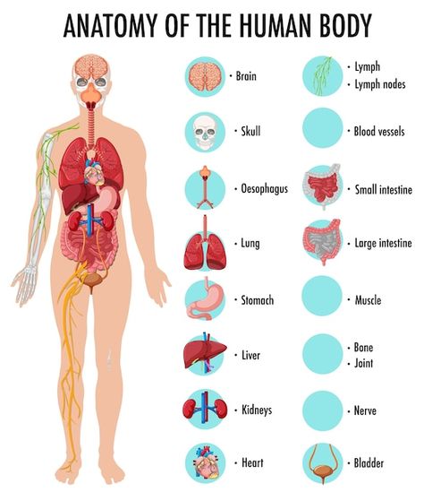 Free vector anatomy of the human body in... | Free Vector #Freepik #freevector #physiology #body-system #pancreas #bone-health Infographic People, Body Anatomy Organs, Human Anatomy Model, Anatomy Organs, Heart Medical, Human Body Organs, Medical Pictures, Zestaw Ikon, Stomach Muscles