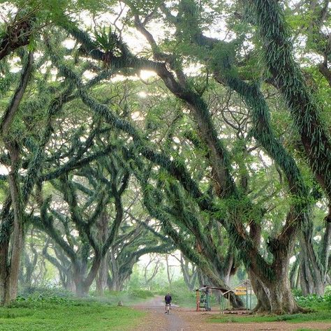 Umbrella Tree, Shady Tree, Acacia Tree, Indonesian Art, Tropical Tree, Banyan Tree, Cypress Trees, Shade Trees, Growing Tree