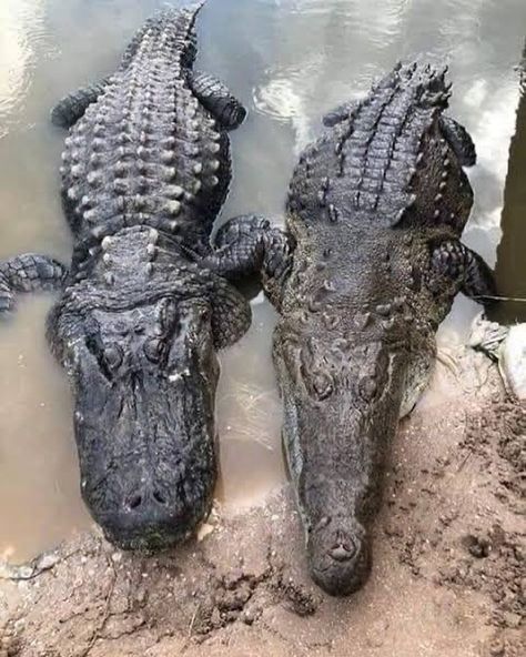 Did you know the differences in a #crocodile and #alligator are more difficult to spot. The most obvious external differences are visible in the head, with crocodiles having narrower and longer heads, with a more V-shaped than a U-shaped snout compared to alligators and caimans. #natureboundafrica Boring Pictures, Dog Wallpaper, Anime Animals, Crocodiles, Bird Photography, Beautiful Birds, V Shape, Reptiles, Animals And Pets